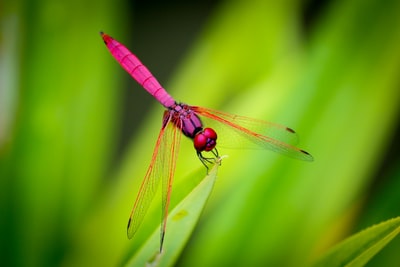 栖息在绿叶上的粉红色蜻蜓
